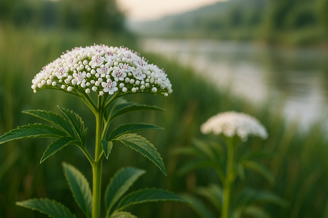 Бъзак (Sambucus ebulus) - лечебни свойства и рискове