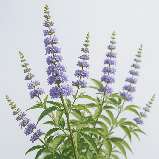 Витекс (Vitex agnus-castus, Аврамово дърво) - ползи, прием и безопасност