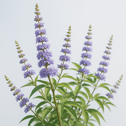 Витекс (Vitex agnus-castus, Аврамово дърво) - ползи, прием и безопасност